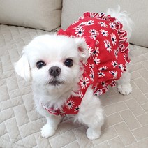 도기코디 리본 데이지 원피스 강아지가을옷, 레드