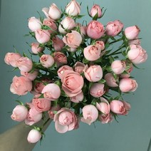 에밀리정원 자나장미 1단 생화택배 화훼농가돕기