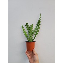 피쉬본 여러촉 생선뼈선인장 254579 공기정화식물 반려식물