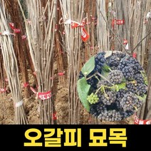 오갈피묘목 오갈피나무 실생2년 1주 오가피