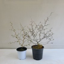 마오리소포라 마오리코로키아 1+1 실내공기정화식물 반려식물 플랜테리어 온누리꽃농원