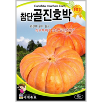참단골진호박 30립/호박 늙은호박 씨앗