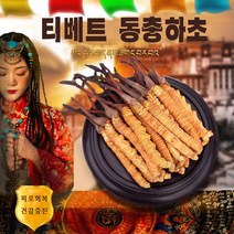티베트 야생 동충하초 피로회복, 3g