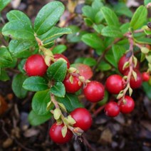 묘목/링곤베리(월귤)/실생 2년 포트/2주 KJ199, 1개