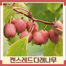 다래나무 묘목 레드다래(켄스레드) 삽목2년 포트묘 5개