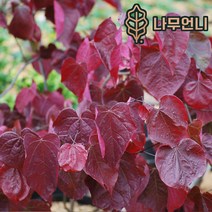 박태기 자엽박태기﻿ 나무언니, 자엽박태기 2L화분