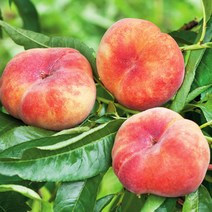 리서스원예 복숭아나무 납작복숭아 거반도 묘목 나무 접목1년 특묘, 거반도묘목