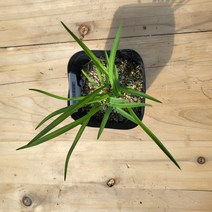 스텔라원추리 노지월동 야생화 선별발송, 1개