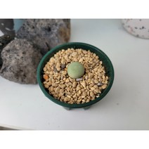 코노피튬 칼큘러스 다육이 아프리카식물 립토스, 1개