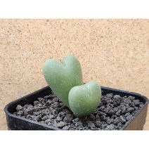 코노피튬/빌로붐-2680 아프리카농장