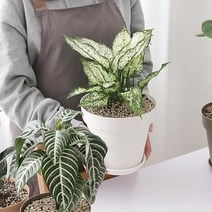 몬스테라 수국 싱고니움 식물 분갈이 화분 호박잎 고기채소 작물 고추 주말농장 텃밭, 라이트브라운
