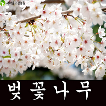 왕벚나무 왕벚나무묘목 꽃나무 조경수 벚나무묘목 가로수용나무, 1개