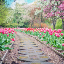 한련화 루피너스 제충국 베르가못 천일홍 백일홍 봉숭아 꽃양귀비 세이지 델피니움 물망초 금화규 봄 가을 꽃 씨 씨앗, 겹꽃 접시꽃