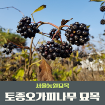 서울농원묘목/토종 오가피나무 묘목 오갈피 2년생특묘 상묘 특용수 약용수, 2년생 특묘