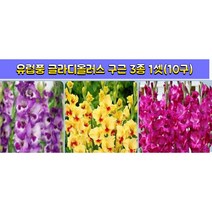 고급 글라디올러스 구근 (유럽풍)3종혼합(10구 )