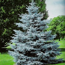 은청가문비(슈퍼블루)1년생플러그묘(3주묶음)/묘목/F1514, 1개