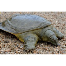 자라 양식장 민물자라 살아있는 상태 방생용 관상용 용봉탕 건강원 달인직판, 중(17cm)