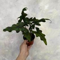 [광합성] 알로카시아 잭클린 소