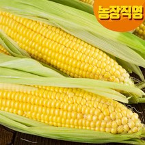귀한분께 선물하는 프리미엄 특초당 옥수수/냉동, 6개입, 생물 달고나 초당옥수수_특품/20센티이상/선물용