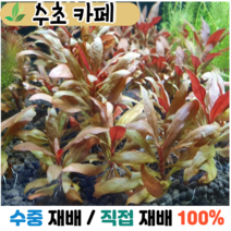 수초카페) 레이니키 미니 1촉 중/후경수초 초보수초 자연수초 관상수초 재배수초