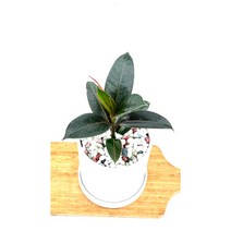 [골든플랜트] 완제품 멜라니고무나무 공기정화식물 멜라니 인테리어식물, 1개