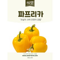 노랑 파프리카 씨앗 (10립)