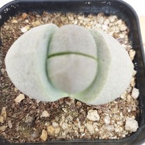 리톱스 제옥 키우기 쉬운 거실 실내 다육 랜덤발송135, 단품, 1개