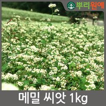 메밀씨앗 1kg 메밀 호밀 꽃밭 뿌리원예