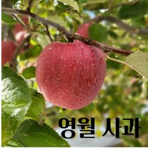 [명절선물 재구매 1위] 초신선 고당도 산지 직배송 강원도 영월 동강애 사과 꿀 부사 5kg 10kg, 10kg 중소과 사이즈 42~44과내외, 1개