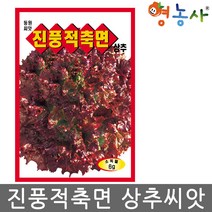 진풍적축면 상추 씨앗 6g