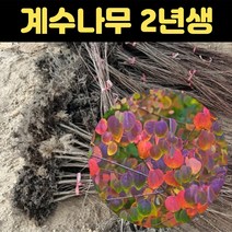 계수나무 묘목 2년생 정원수 계수나무 조경수 공원 특묘, 1개