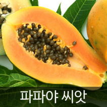 gr파파야 씨앗 열대 과일 종자 열대식물 씨 10알, 1개