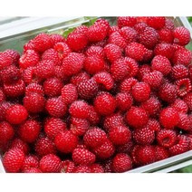 냉동 산딸기생과 1kg / 국내산 고산지대 냉동 생산딸기 산딸기 열매 2022년산 농원 직송