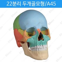 두개골 추천 가격정보