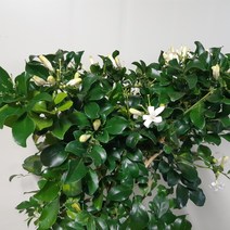 꽃이 많은~오랜지 자스민, 1개