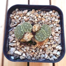 리톱스 키우기 그린색 예쁜다육 2-20 랜덤발송, 단품