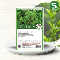 솔림텃밭몰 수목종자 편백나무씨앗 5g 편백나무종자 산림 조경, 단품