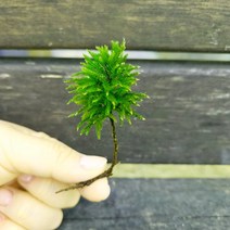 나무이끼 (10촉)/테라리움 비바리움 팔루다리움 DIY재료식물이끼, 1개