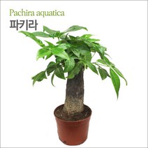 [킴아쿠아] 파키라 화분 공기정화식물 미세먼지제거
