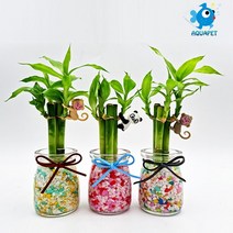 개운죽 키우기 푸딩유리병 A형 테라리움 DIY키트 세트, 주황