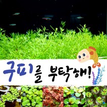 [미초] 키우기쉬운 유경+부상수초 초보자 세트 / 구피 수초 / 베타 수초 / 치어 수초 / 새우 수초 / 초보자 수초, 1. 펄그라스 (20촉) + 부상수초 (3뿌리)
