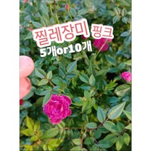 찔레장미-핑크-5개or10개/추위에 강해 노지 월동이 가능한 찔레, 5개