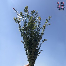 (로라네팜) 농장직송 유칼립투스 블랙잭 생화택배 공기정화식물 5종, 유칼립투스파블로