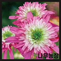 (나무농장) 에키네시아(미니벨르) 숙근