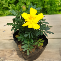 [모종가게] 메리골드 / 식용꽃 꽃모종 초화 꽃차 관상용 텃밭, 1개, 노랑색