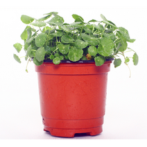 매직아쿠아 워터 머쉬룸 (수상) 화분 1포트