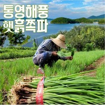 통영 해풍맞은 노지 제철 봄쪽파 흙쪽파, 훍쪽파 3kg