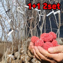1+1 핫딜몬 꾸지뽕나무묘목 5년생 1주 결실주 상묘 접목구지뽕나무
