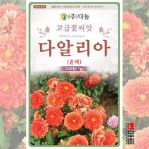 다알리아 혼색 100립 / 다년생 꽃 꽃씨 몰 봄 여름 가을 종자 dahlia seed