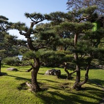 서울농원묘목/골드키위나무 1년생 암묘목/수분수 웰빙식 황금색과일 골드다래, 골드키위 1년생암묘목